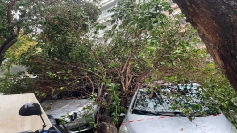 Πεσμένα δέντρα απο την κακοκαιρία