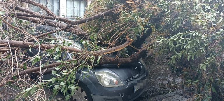Πτώση δέντρου
