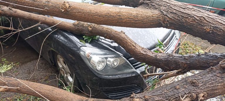 Πτώση δέντρου σε αυτοκίνητο