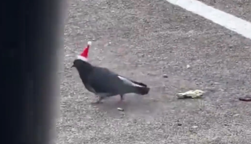 pigeon santa las vegas