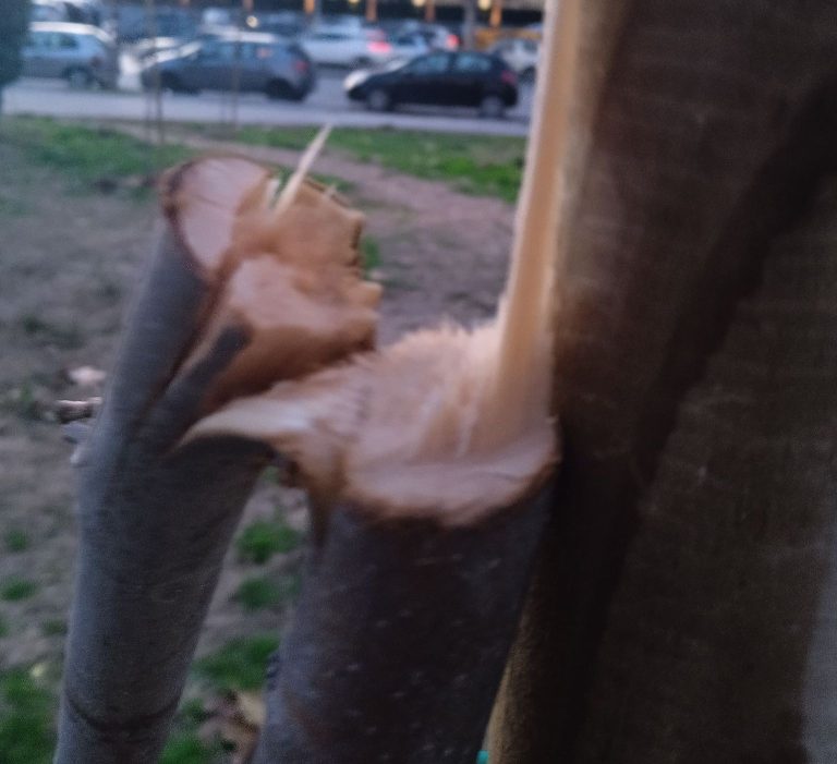 Εσπασαν δέντρα στη Νέα Παραλία