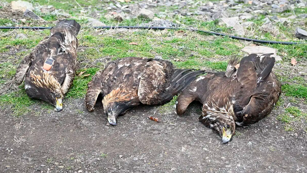 AETOI NEKROI KSANTHI