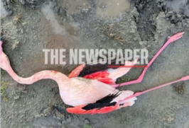 flamingo nekro limni karla