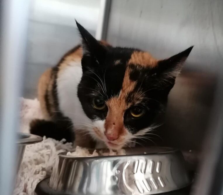 Η γάτα που είχε εγκλωβιστεί στον σταθμό Βενιζέλου του μετρό