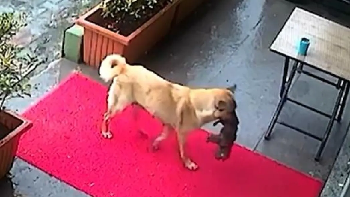 Σκυλίτσα Τουρκια