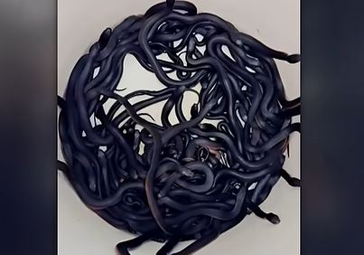 FIDIA MAURA AUSTRALIA SE KHPO SPITIOU