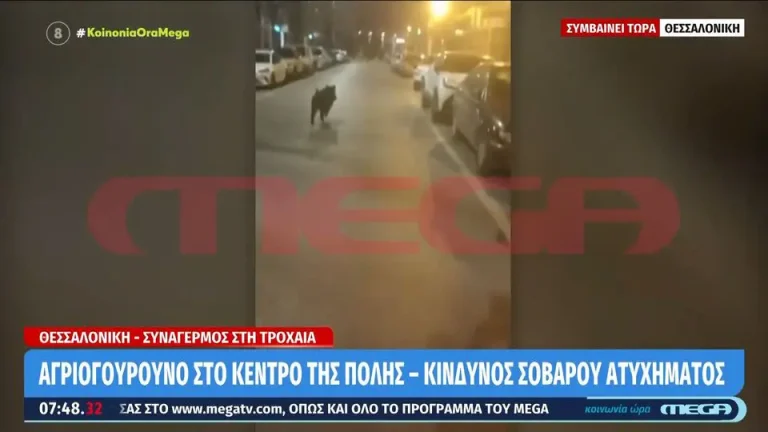 Αγριογούρουνο