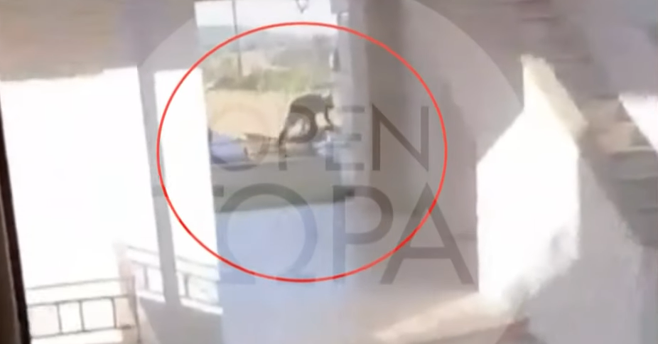 drastis thessaloniki mantra stalker