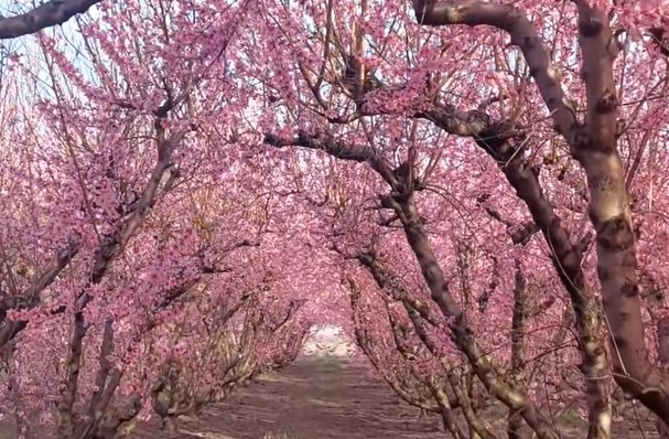 anthismenes amygdalies veroia