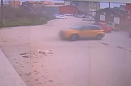 aytokinito skylos atyxhma thessaloniki