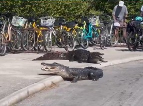 krokodeiloi sto dromo tis Florida