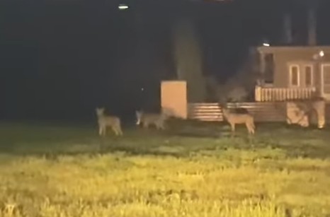 Λύκοι στα Κουφάλια