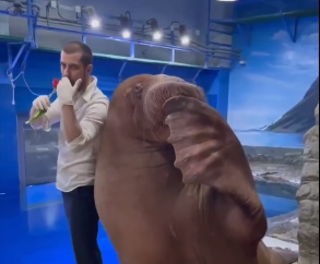 misha thalassios ippos giorti gunaikas