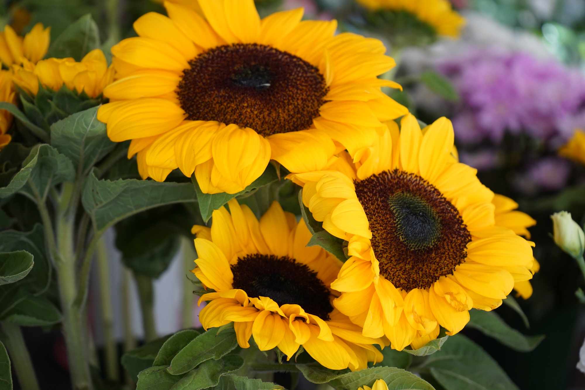 Ηλιοτρόπια