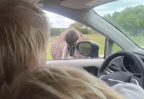 boris johnson strouthokamilos