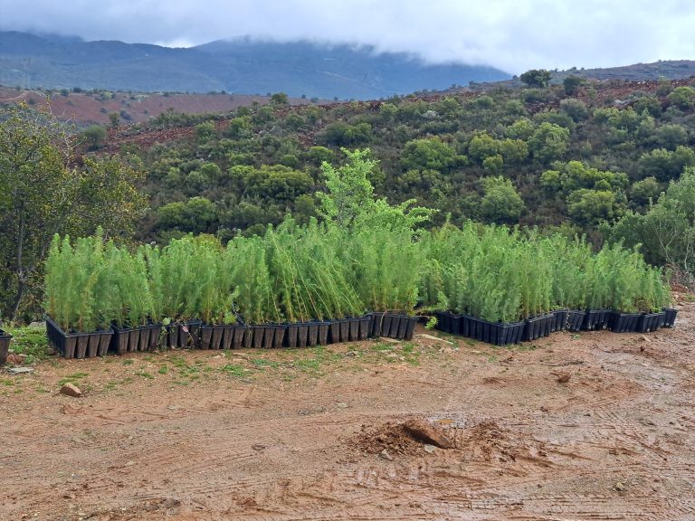 Νέο δάσος στα Βασιλικά
