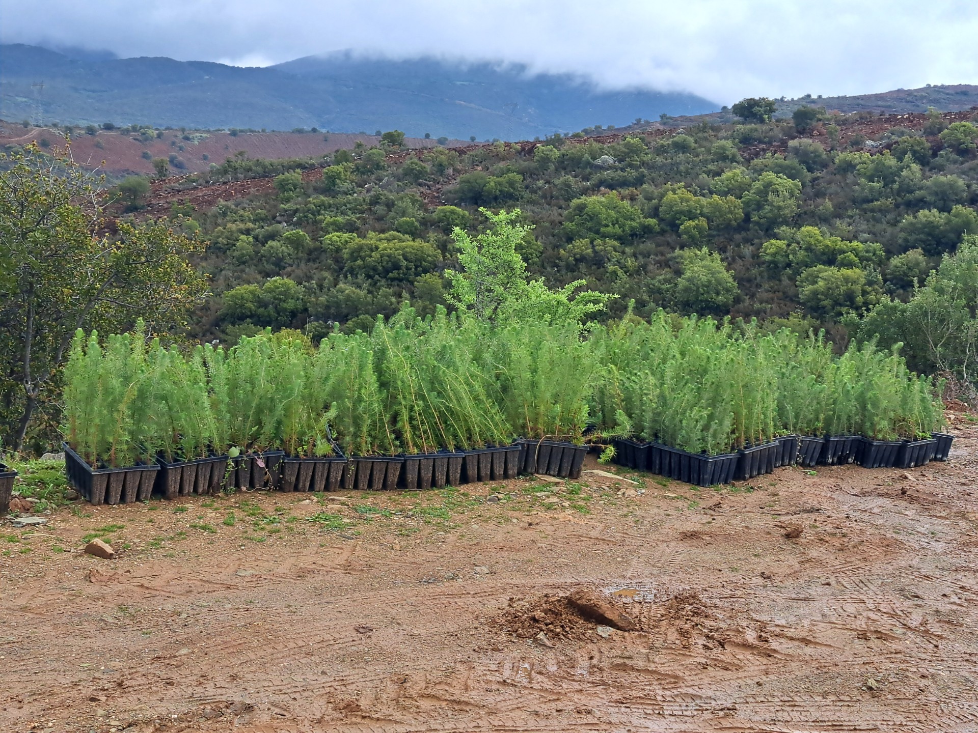 Νέο δάσος στα Βασιλικά