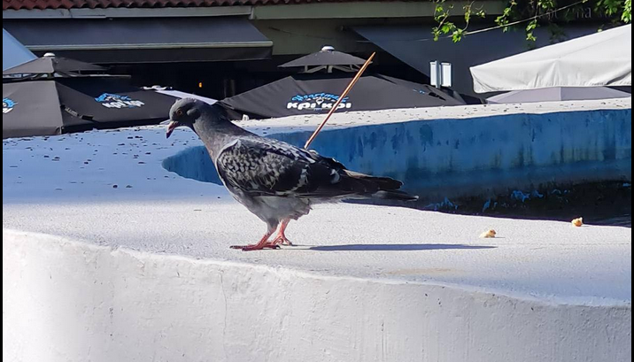 peristeri ksilo apo souvlaki serres