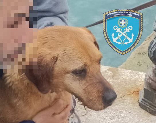 skylos limeniko rafina diaswsi