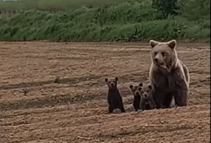 arkouda arkoudakia flwrina