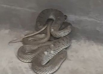 Φίδι σε κουρείο στη Μενεμένη Θεσσαλονίκης