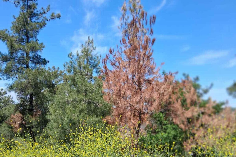 Φλοιοφάγο έντομο στο ΄Σειχ Σου