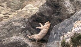 Νεκρή γάτα από φόλα σε Κύθνο