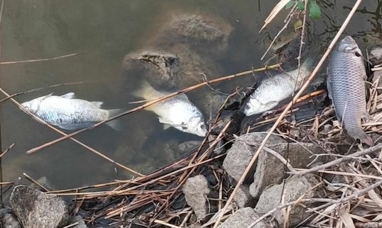 Νεκρά ψάρια στον Έβρο