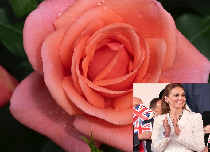 triantafyllo middleton