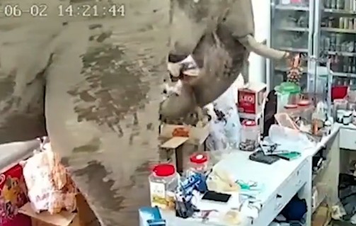 Άγριος ελέφαντας μέσα σε σούπερ μάρκετ στην Ταϊλάνδη