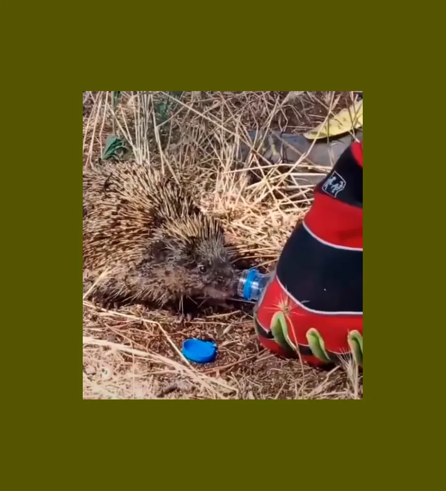 Σκαντόχοιρος πίνει νερό