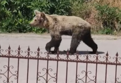 Αρκούδα στην Καστοριά