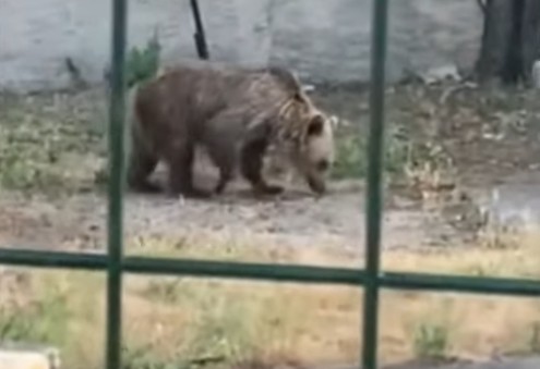 Αρκούδα σε αυλή σπιτιού Εορδαία