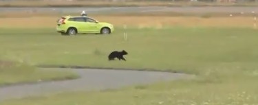 Αρκούδα σε αεροδρόμιο της Ιαπωνίας