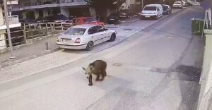 Αρκούδα μέσα στα Γρεβενά