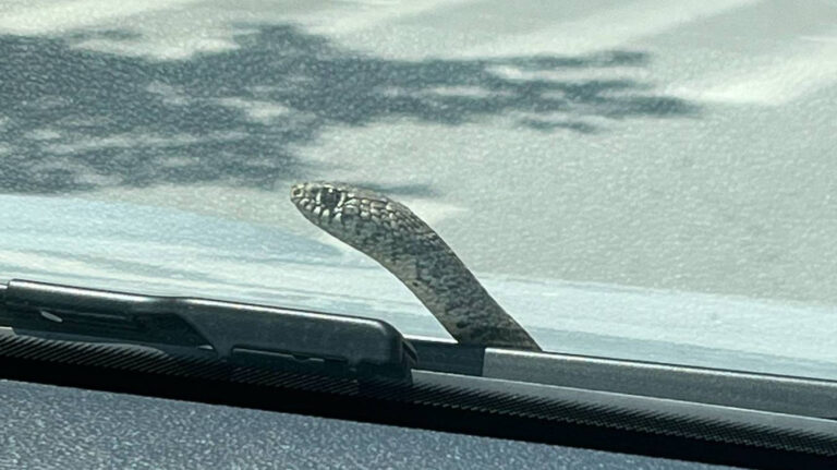 Φίδι σε αυτοκίνητο στον Βόλο