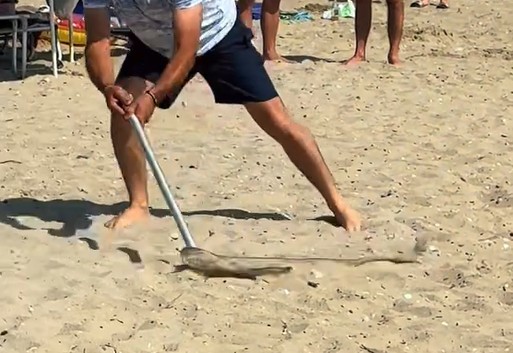 Φίδι σε παραλία Χαλκιδική