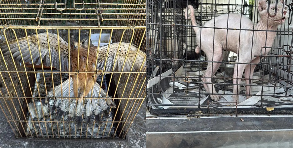 υπόθεση παράνομου εμπορίου ζώων συντροφιάς