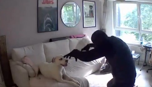 Ληστής παίζει με τον σκύλο του σπιτιού