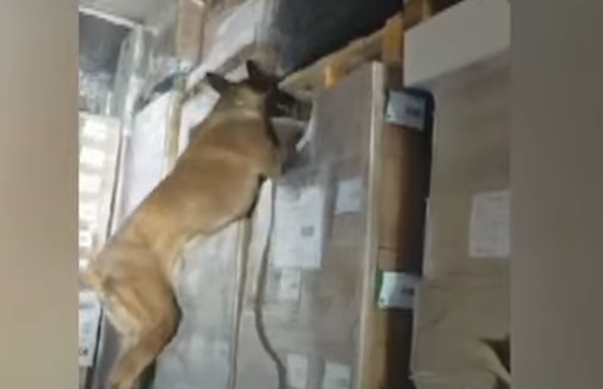 Σκύλος της αστυνομίας εντοπίζει ναρκωτικά