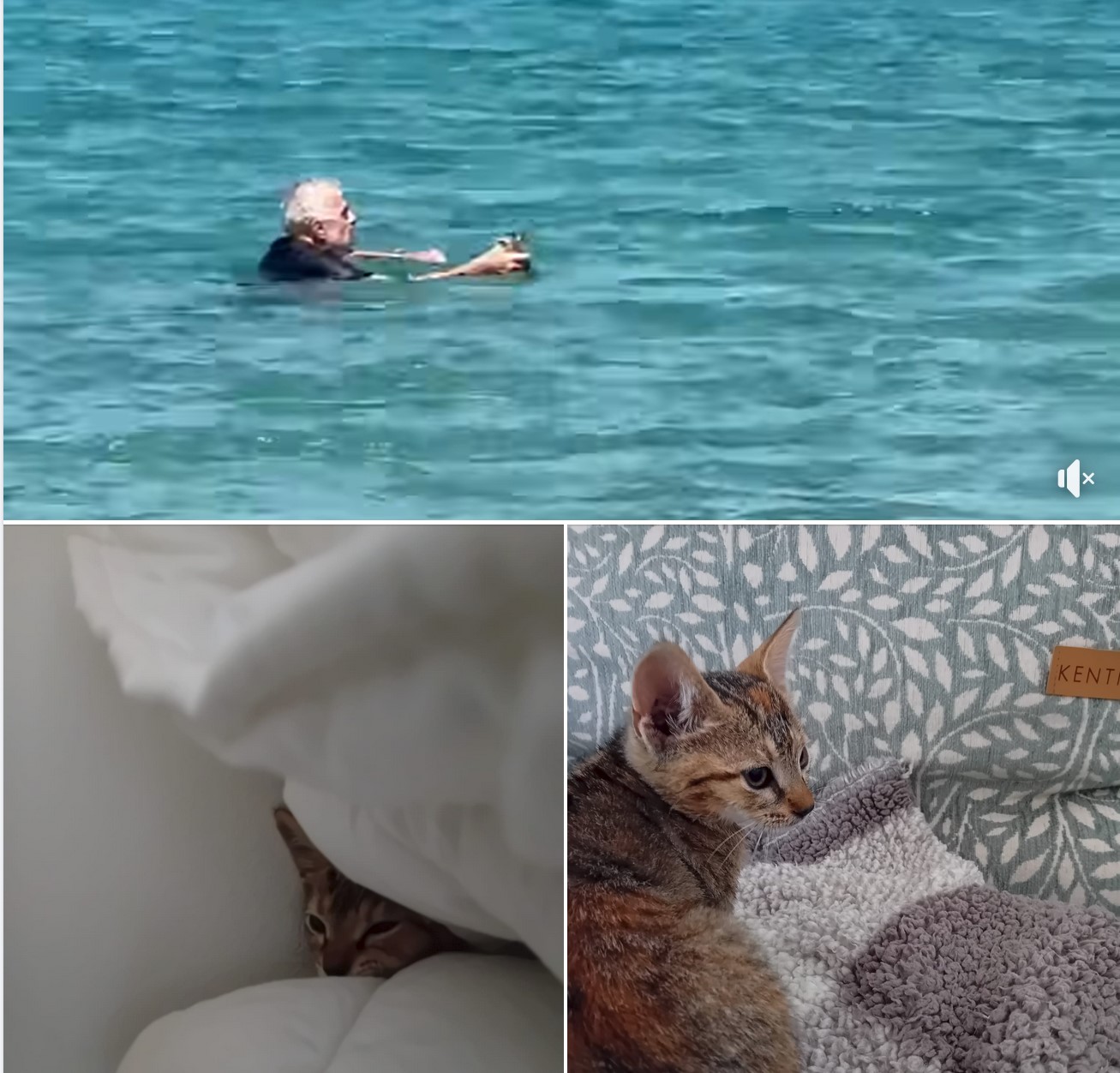 Γάλλος έσωσε γατάκι στην Πάρο