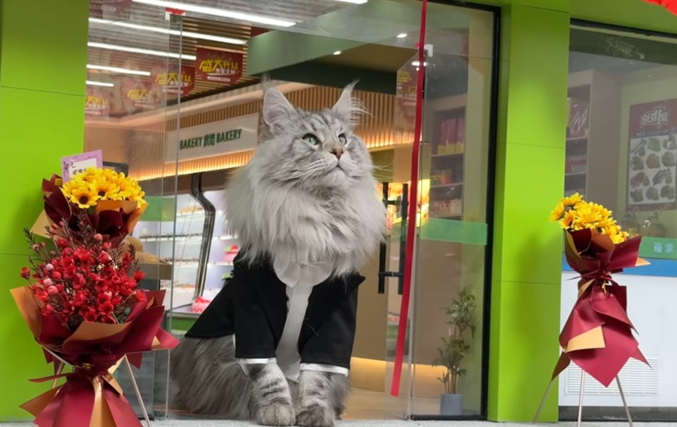 Ο γάτος Mr Nice, ιδιοκτήτης του σούπερ μάρκετ