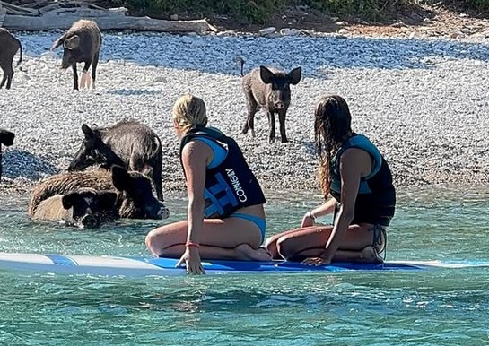 Αγριογούρουνα στη θάλασσα Χρουσαλά