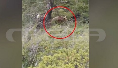 Αρκούδα φωτογραφία MEGA