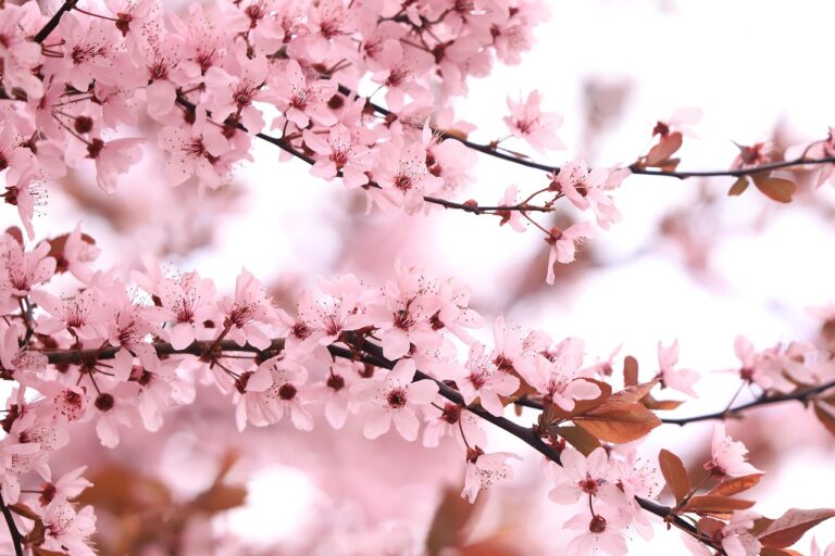 Λουλούδια άνθη δέντρου