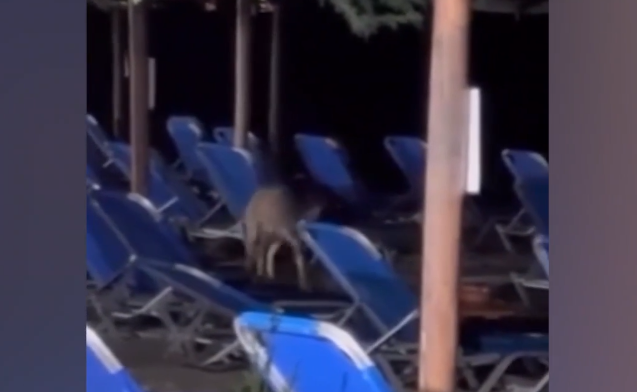 Λύκος σε παραλία της Χαλκιδικής