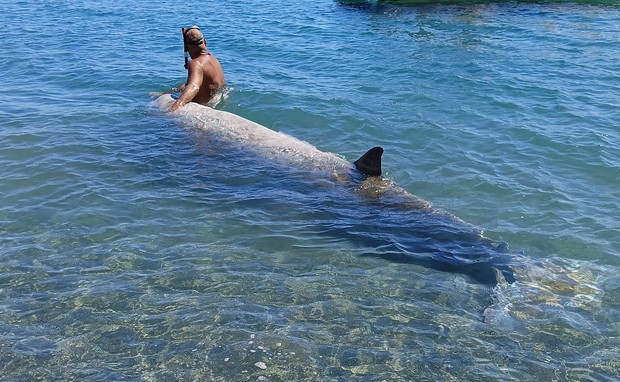 Νεκρή φάλαινα σε παραλία της Κρήτης