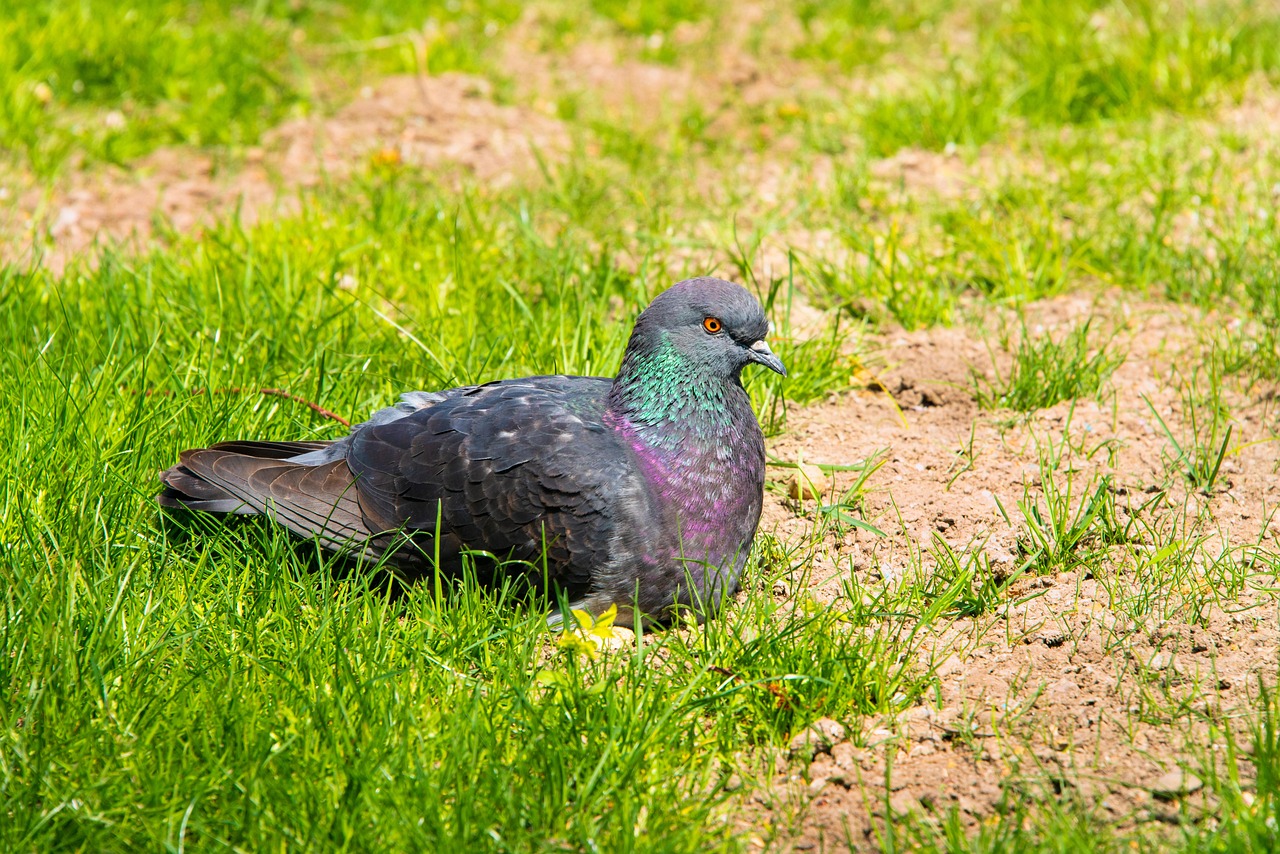 Περιστέρι σε πάρκο