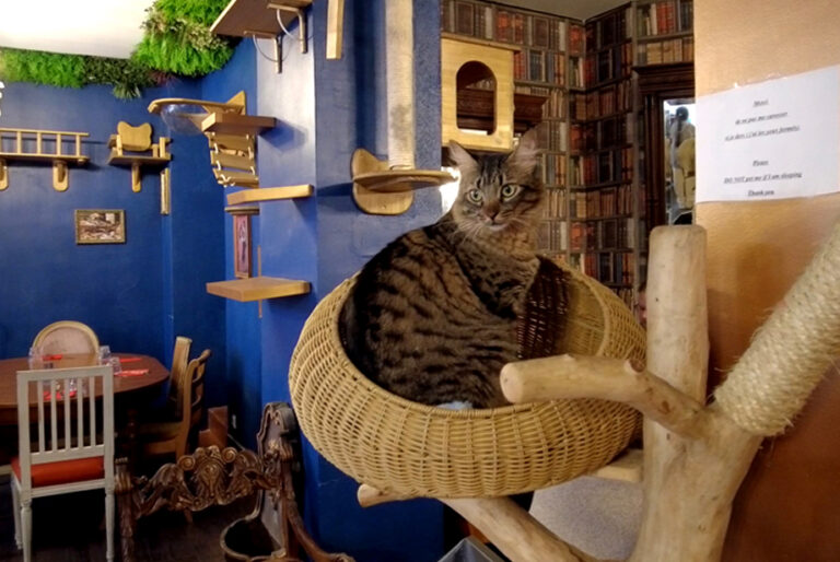 Paris Le café des chats