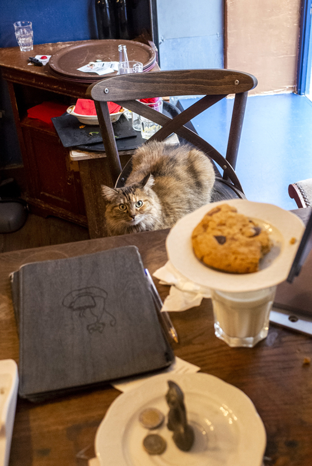 Paris Le café des chats